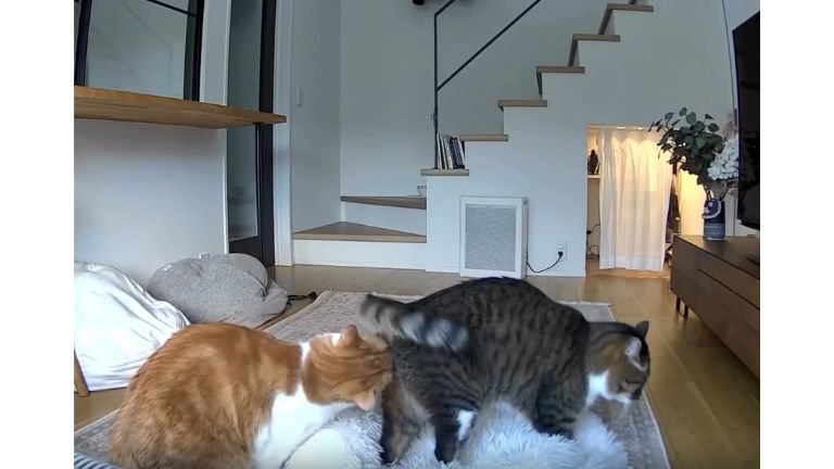 カメラに映る猫