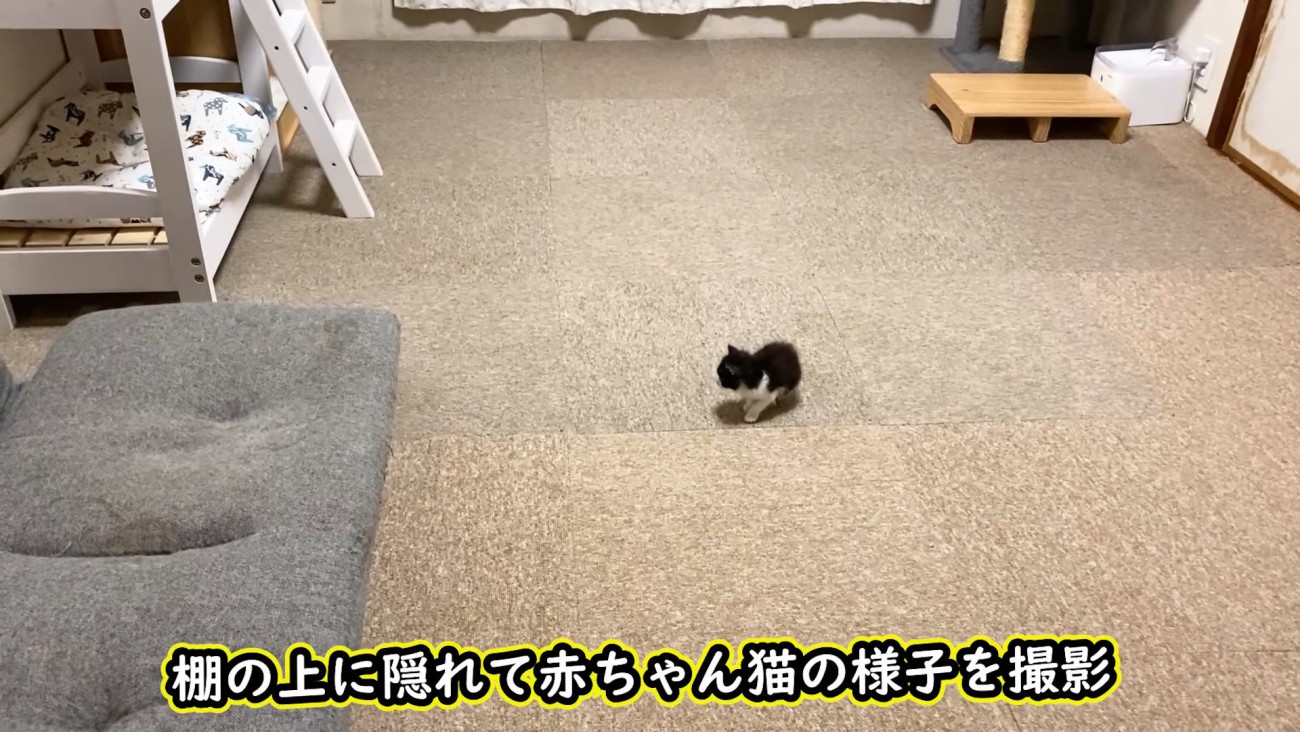 部屋の真ん中にいる子猫