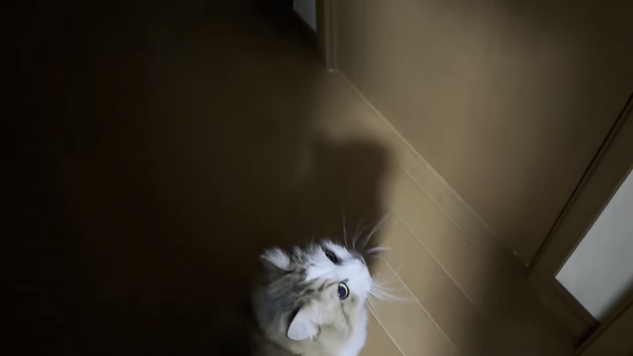 ドアの前に座っている猫の写真