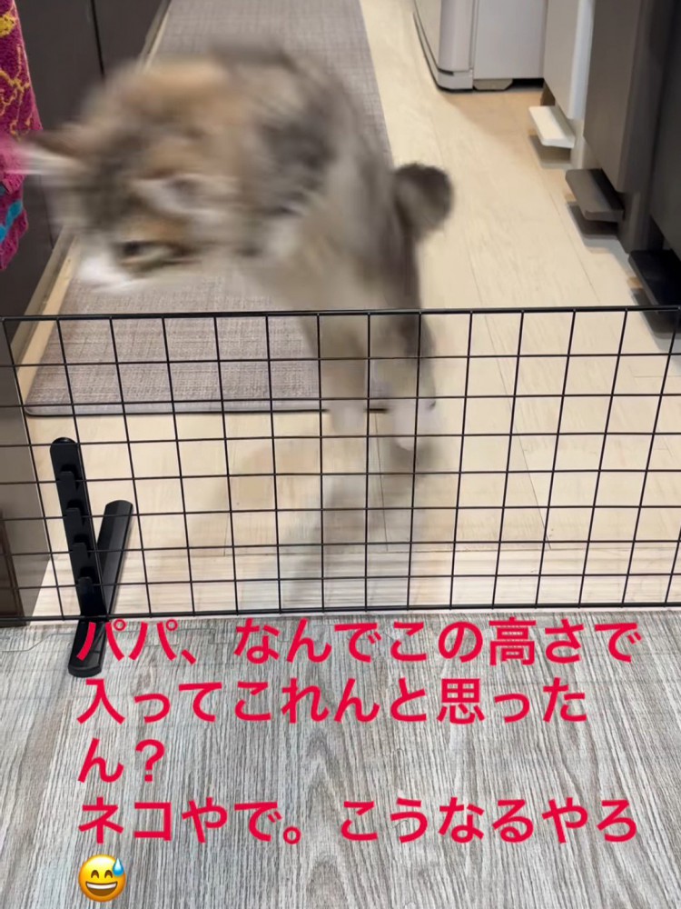 ジャンプする猫