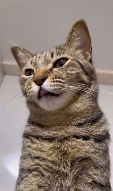 舌をペロペロさせる猫