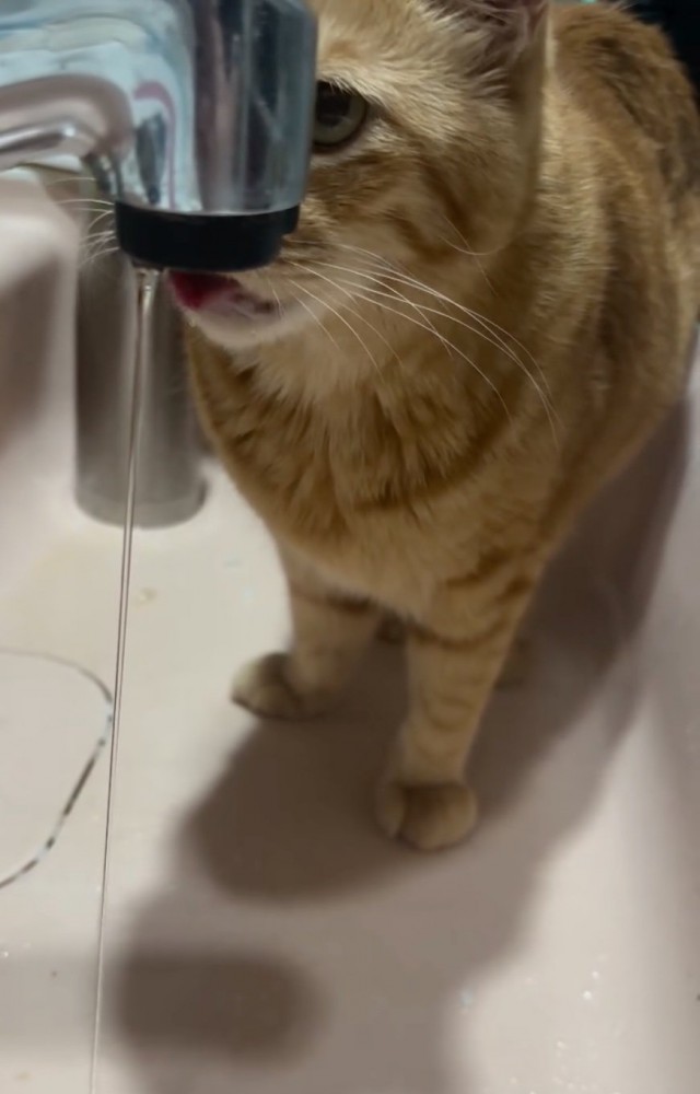 上を見る猫