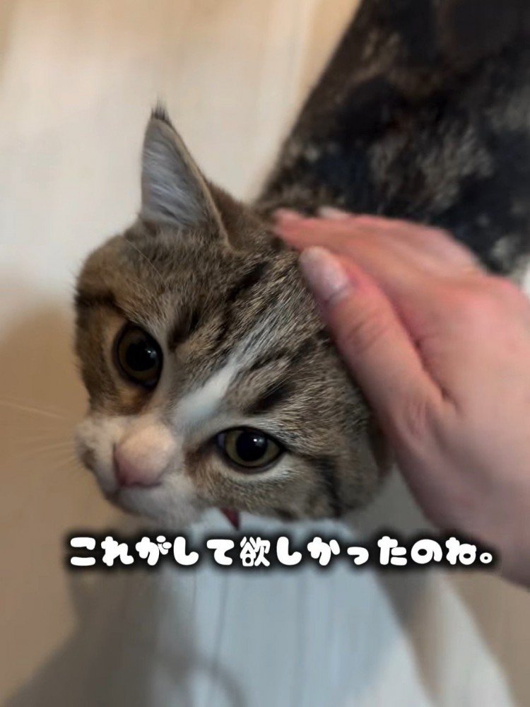 なでられる猫