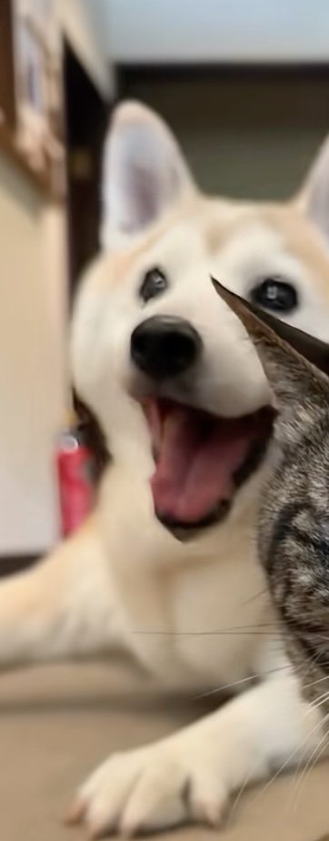 笑顔の柴犬