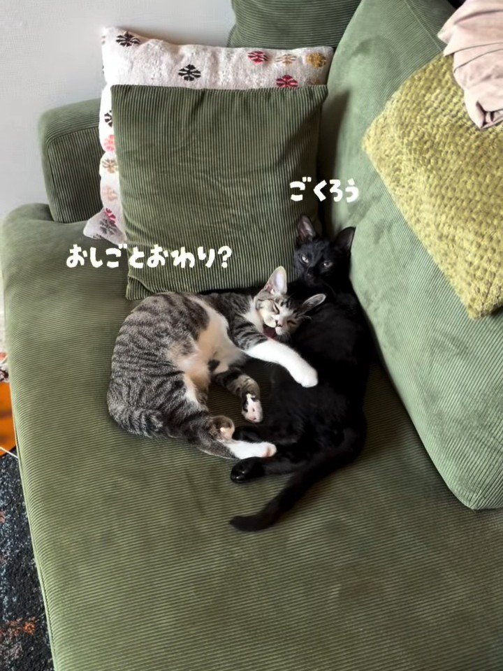 ソファーで寝てる2匹の猫