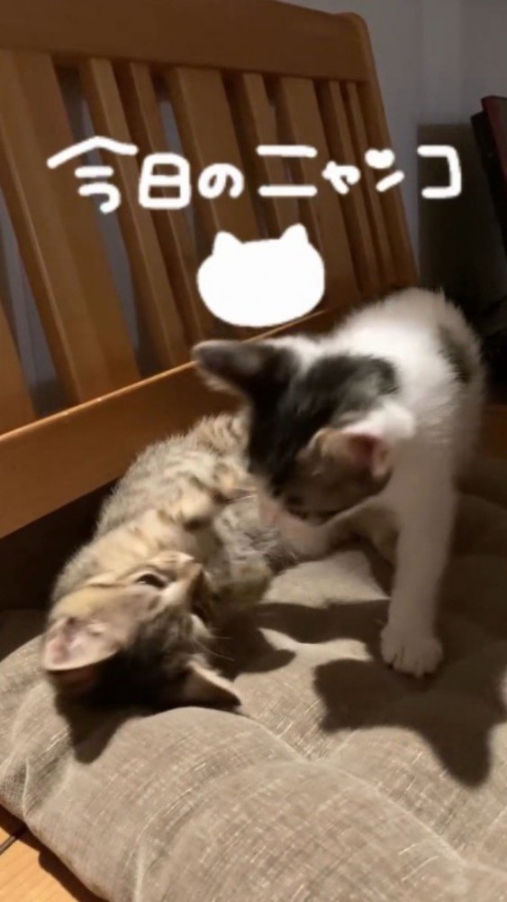 眠っている子猫を優しく見つめる男の子