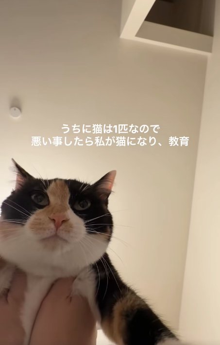 両脇を掴まれている猫（やや立ち耳アップ）