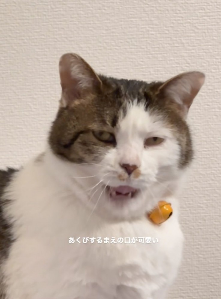あくびする猫