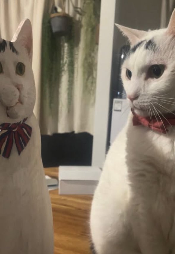 等身大パネルを見つめる猫