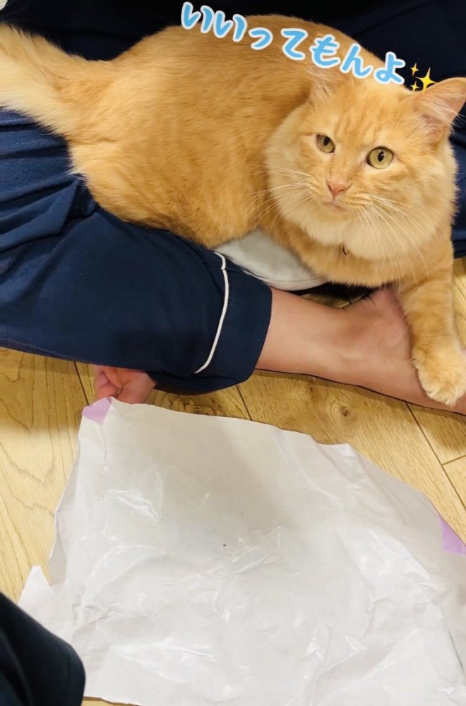 ママにウインクする茶トラ猫