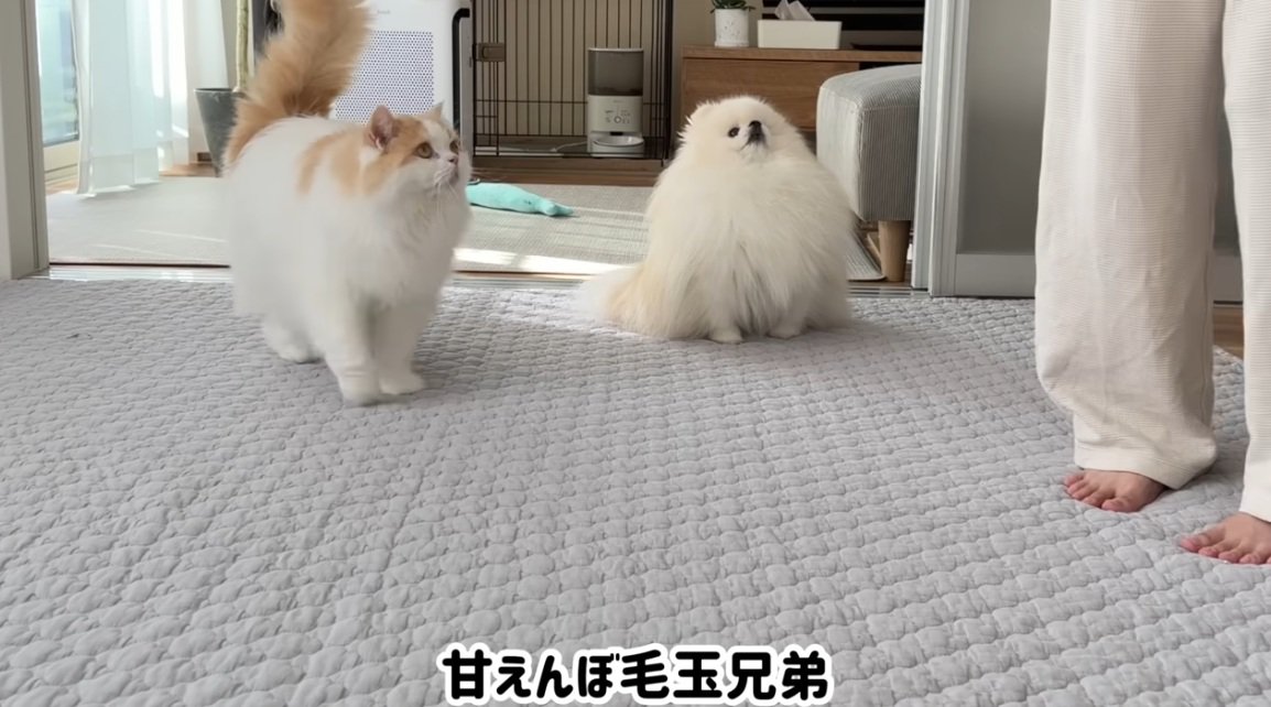 飼い主についてまわる犬と猫