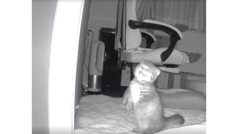 ペットカメラにうつる猫