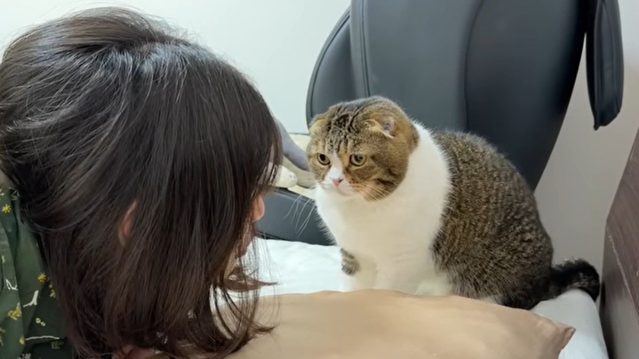 寝ようとする女性を見張る猫