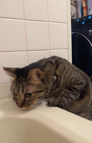 湯船に手をかけている猫