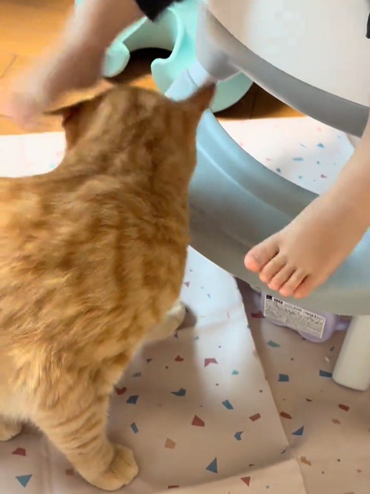 赤ちゃんの足の近くにいる猫