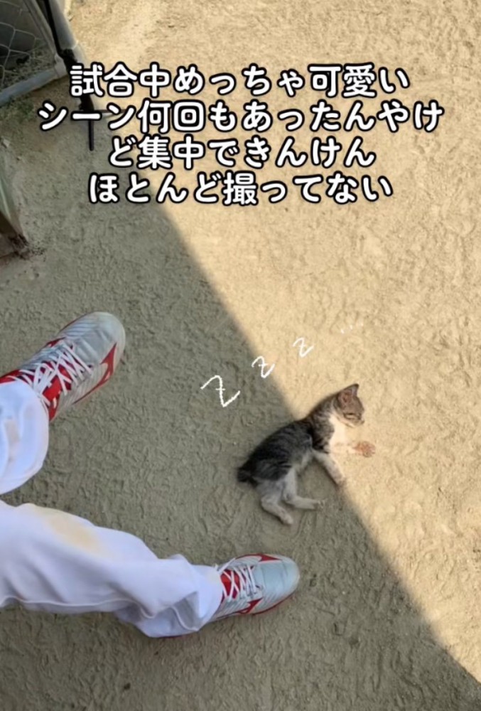 地面で寝落ちする子猫