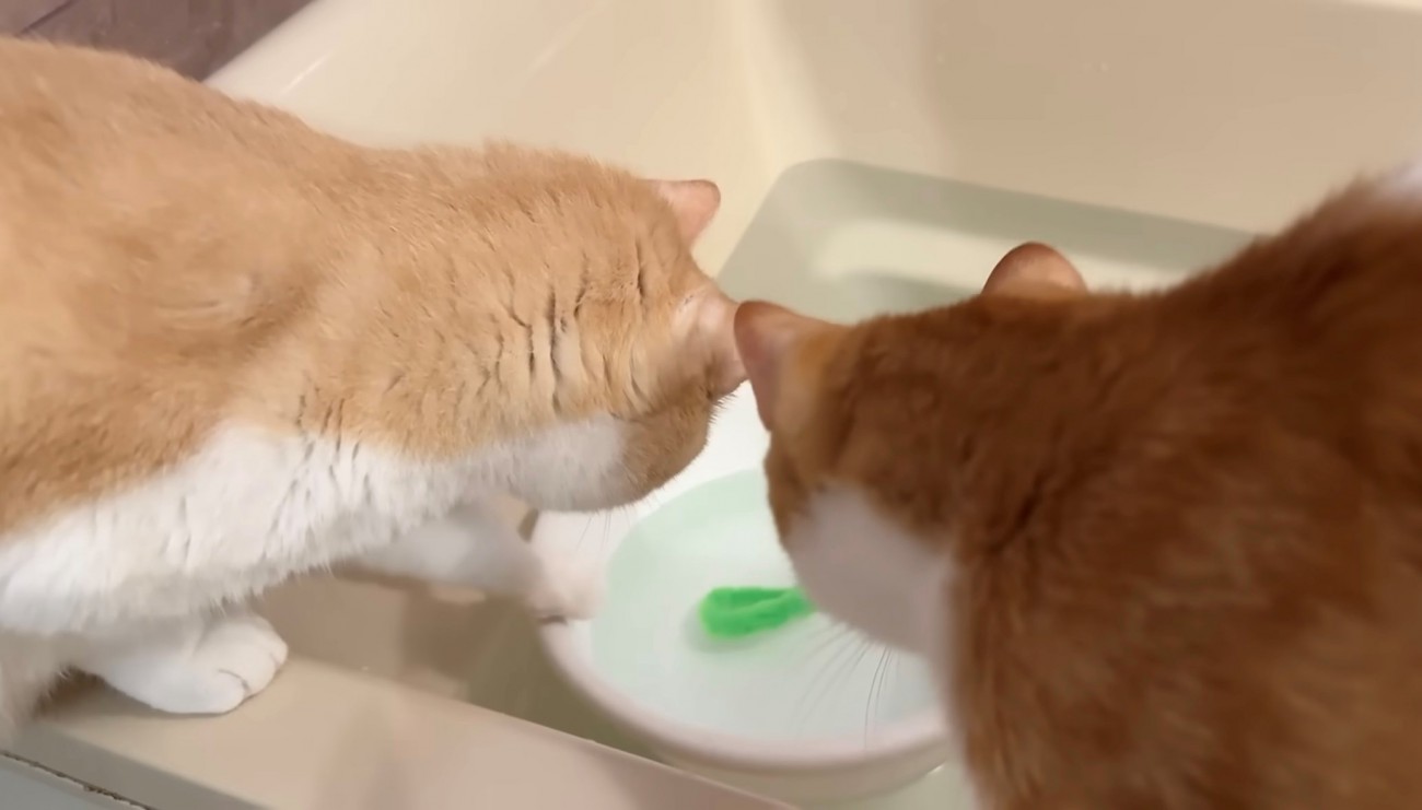 洗面器の中を見つめる2匹の猫