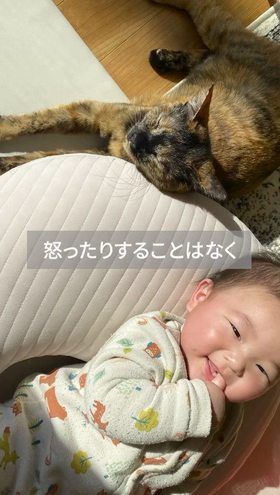 赤ちゃんのそばで眠る猫