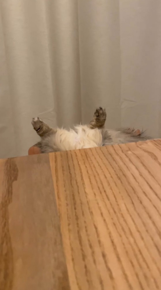 昼寝中の猫から離れる飼い主