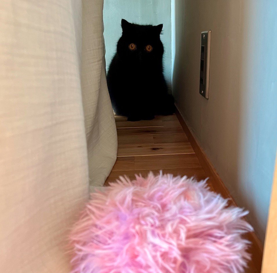 ピンクのぬいぐるみを見つめる猫