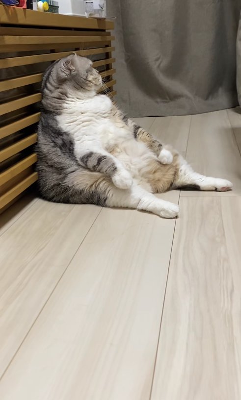 スコ座りをして部屋の奥を見つめている小夏ちゃんの横顔（猫中央気味）