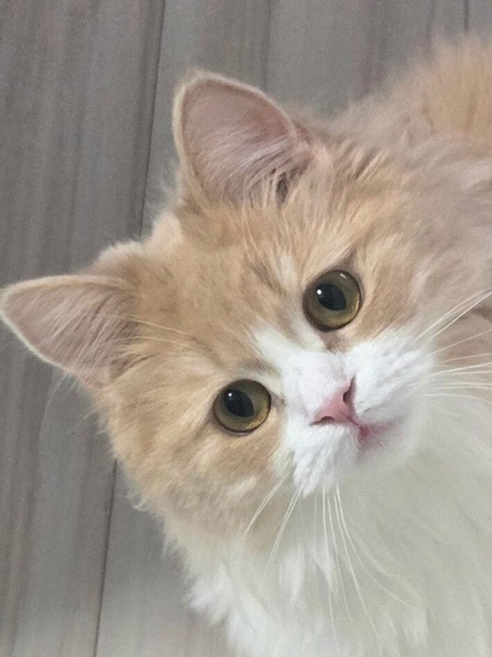 ひょっこり姿を現す猫のマシュちゃんのアップ