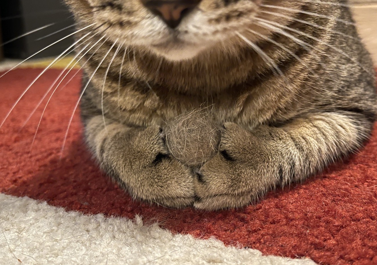 毛玉ボールを持つ猫の手