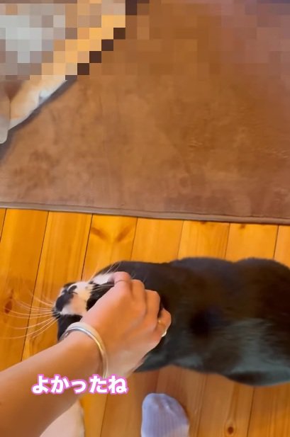 飼い主の足元でなでられている猫