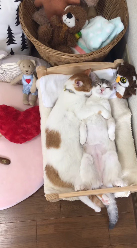 寝ながら三毛猫を抱きしめる茶白猫