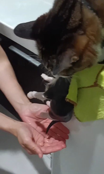 子猫をくわえる猫