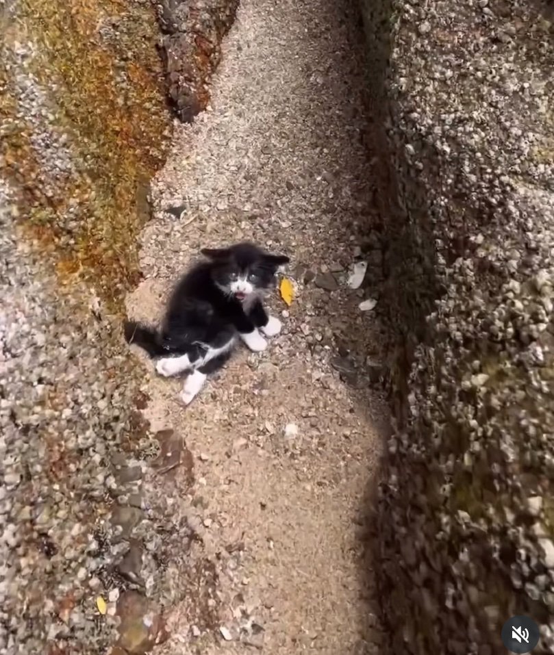 海辺の岩場にいる子猫