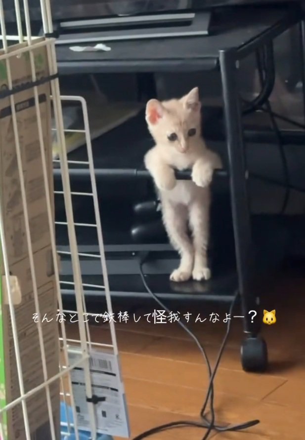 手すりに持たれる猫