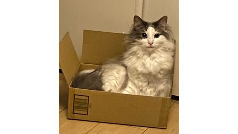 室内にいる猫