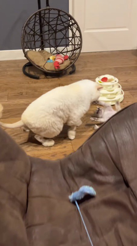 成猫に追いつかれ、お腹を出して仰向けになる子猫