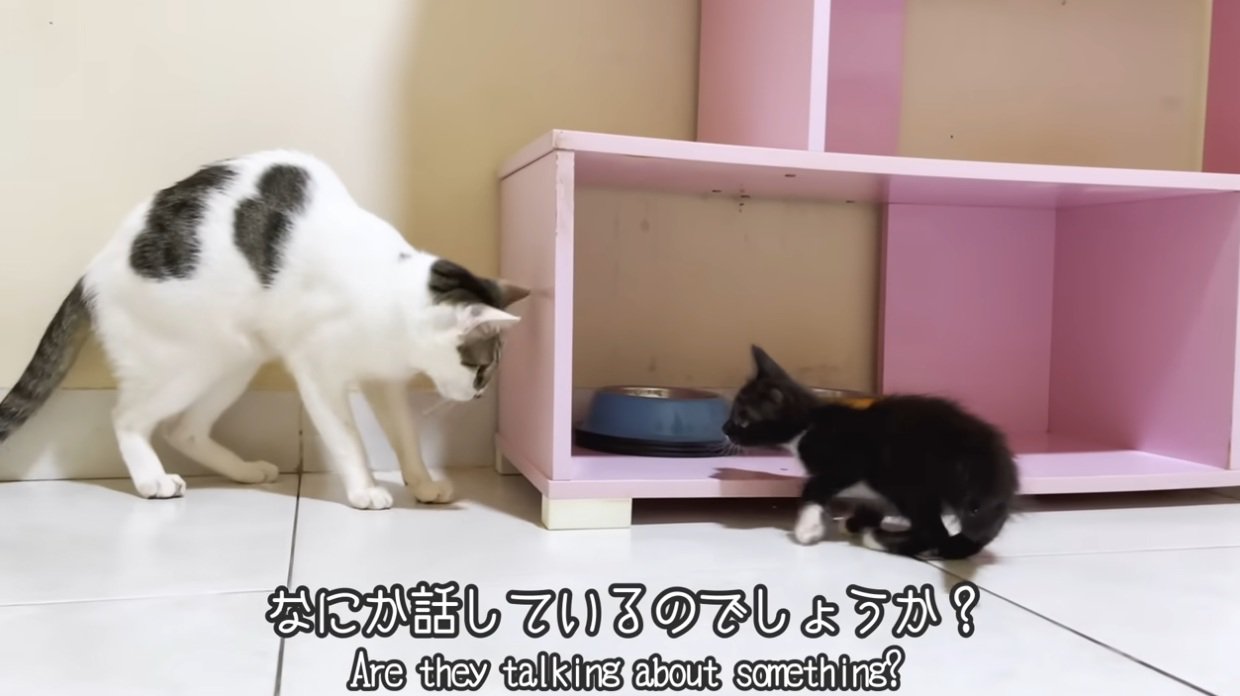 子猫を見ている猫