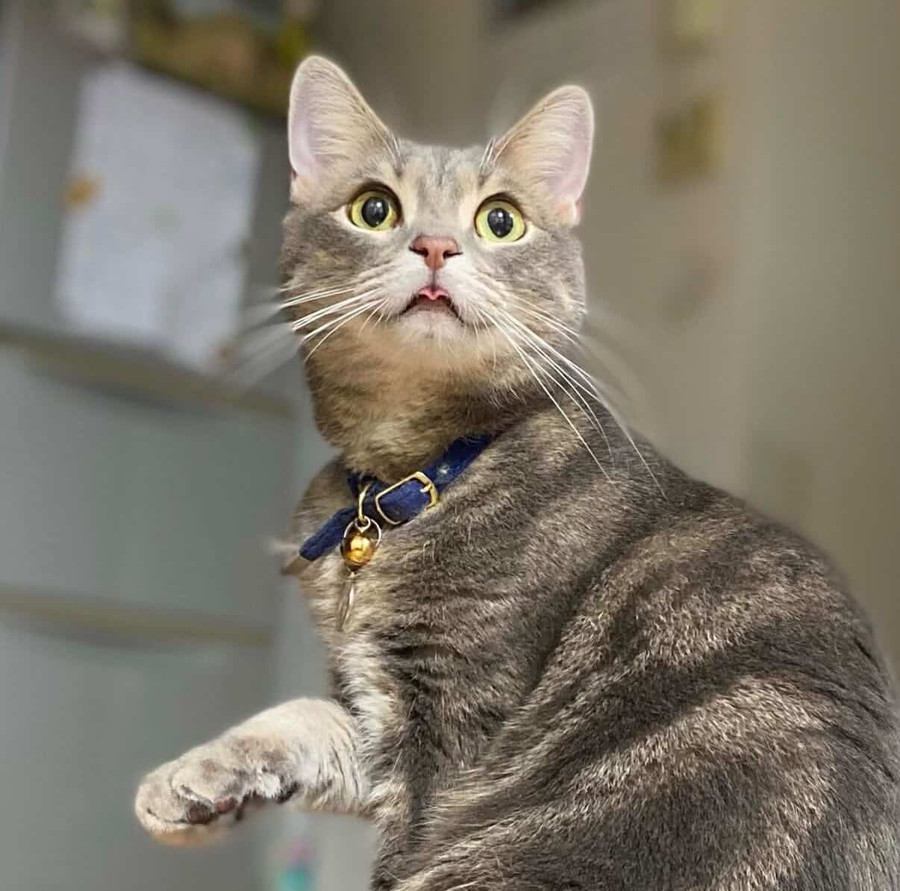 お座りをしている舌をしまい忘れた猫の上半身アップ