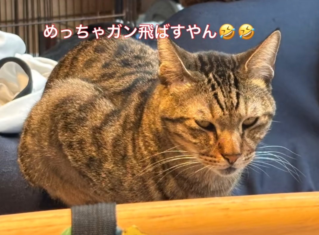 睨みつける猫