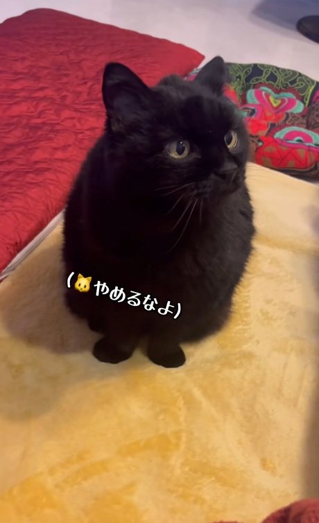 なでるのをやめて驚く黒猫