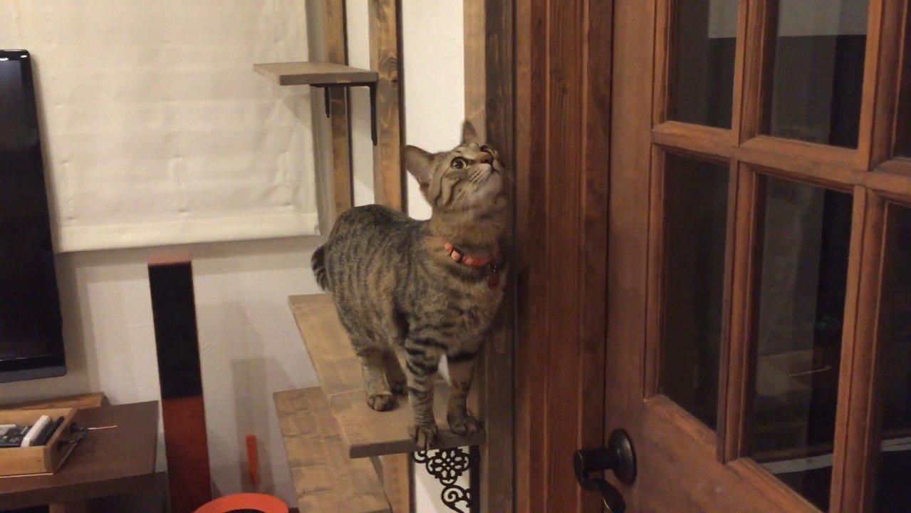 見上げる姿