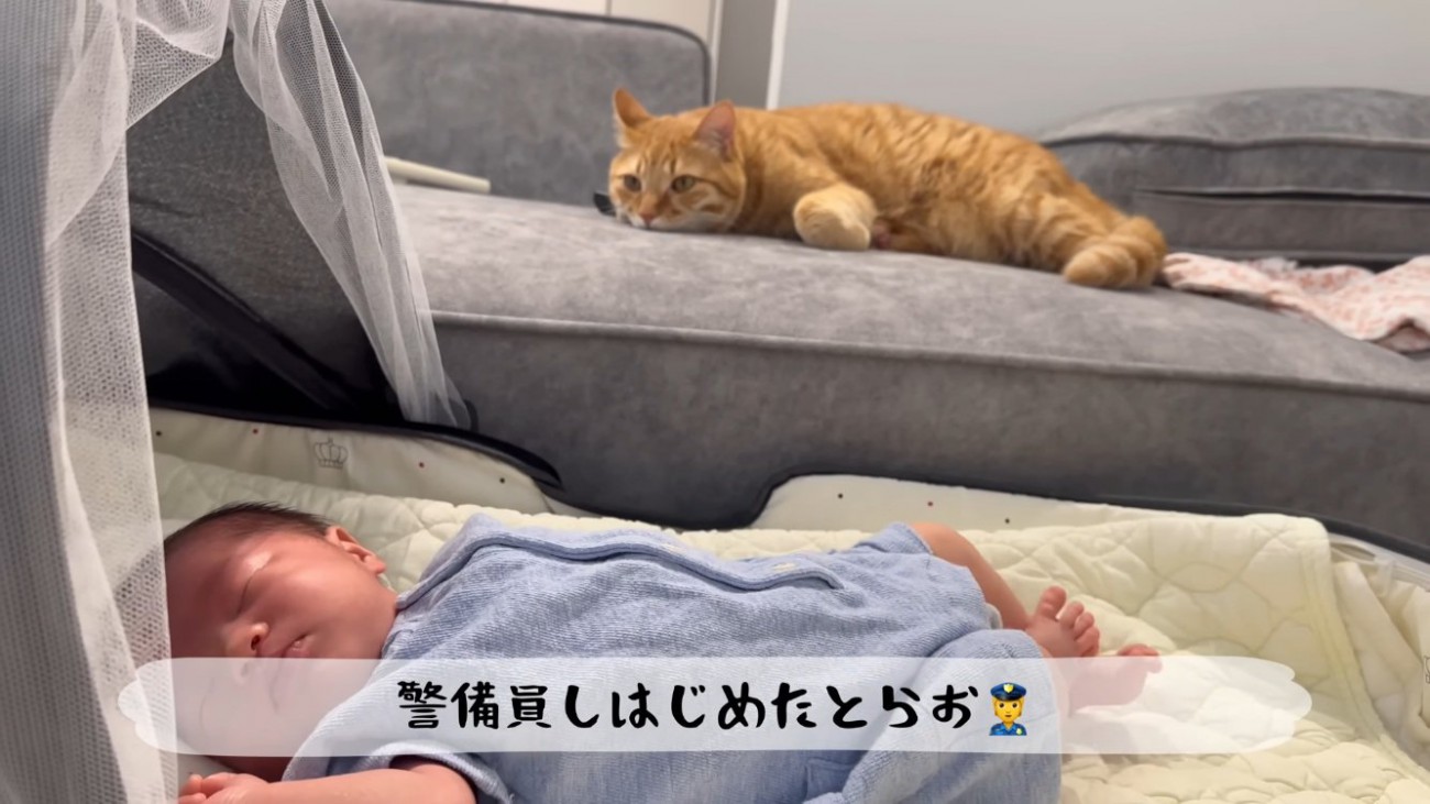 ソファで赤ちゃんを見守る茶トラ猫
