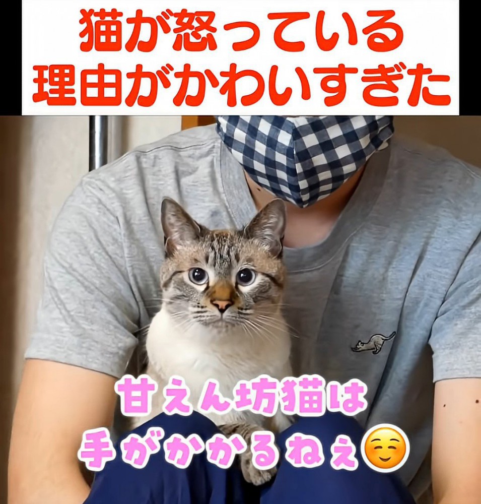 カメラ目線の猫