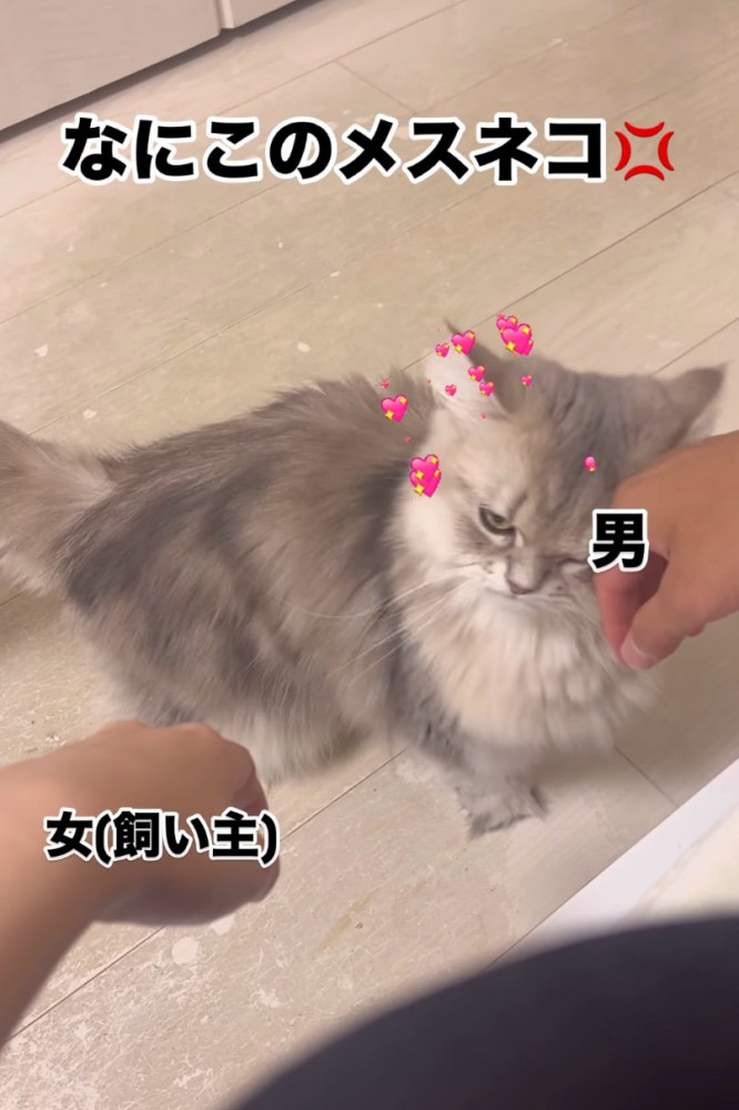 甘える猫