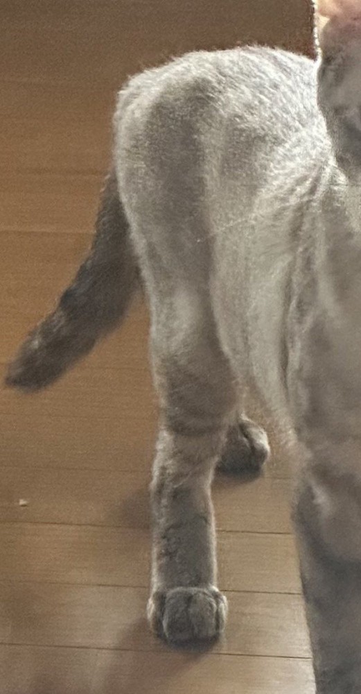 スリムな体型の猫の体