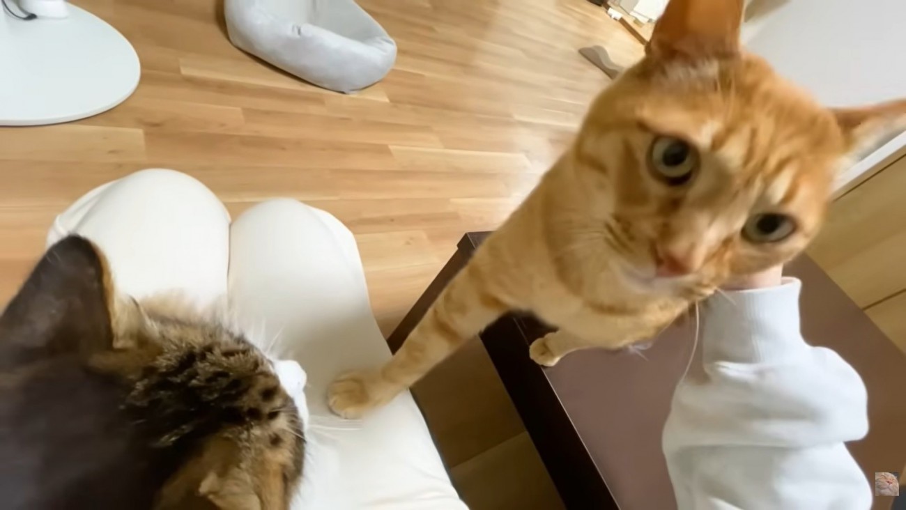 お膝に右前足を置く茶トラさん