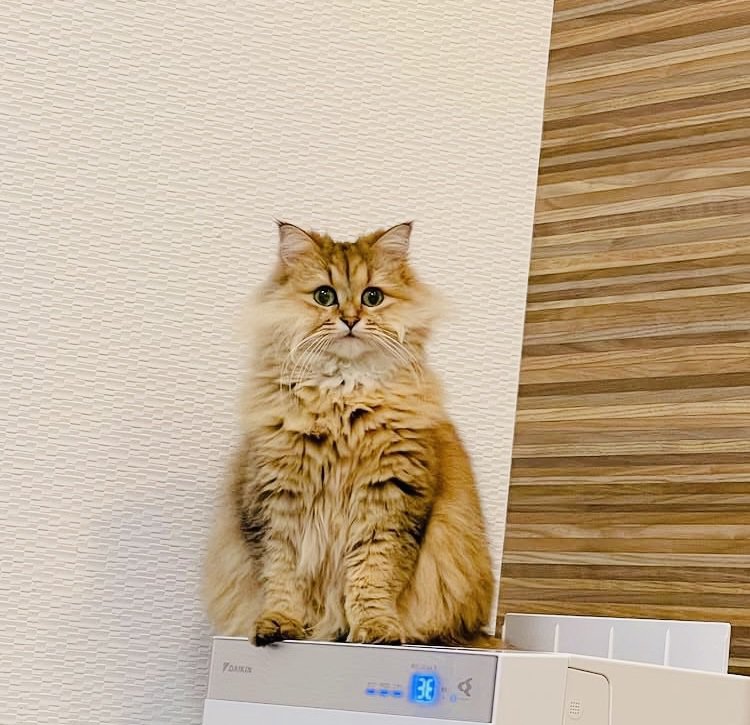 洗濯機の上に座るペルシャ猫