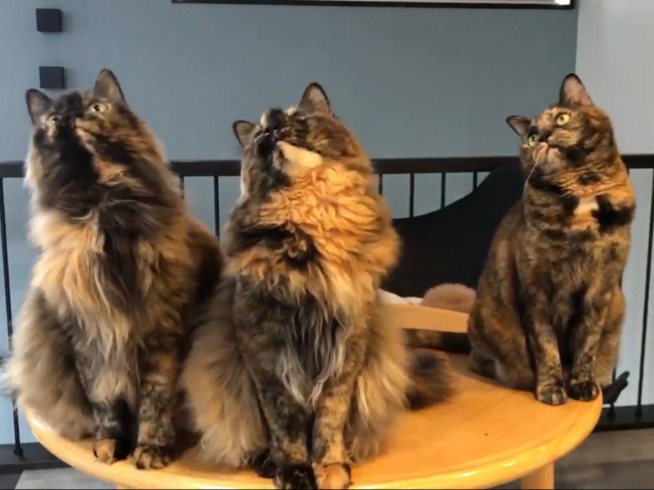 右を向く3匹のサビ猫