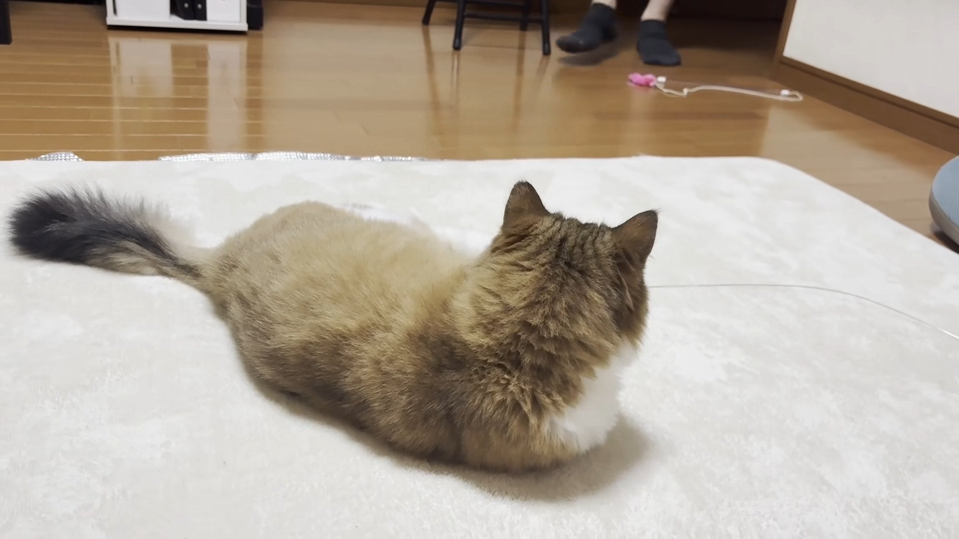 リビングでくつろぐ猫