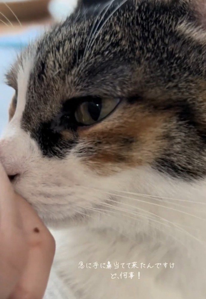 人吸いをする猫