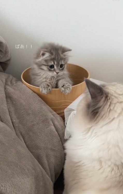 植木鉢から顔をだして驚かせようとする子猫と猫