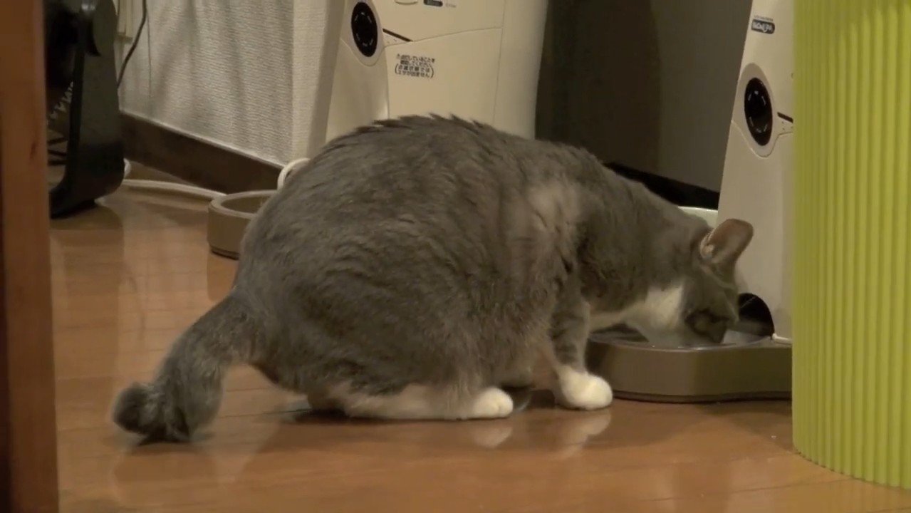 食べる姿(横から)
